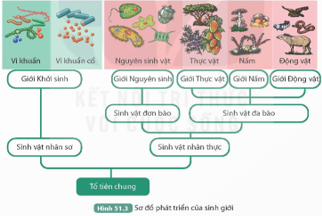 BÀI 51: SỰ PHÁT SINH VÀ PHÁT TRIỂN SỰ SỐNG TRÊN TRÁI ĐẤT